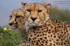 thumb_06_12956_gepard.jpg