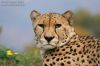 thumb_06_12937_gepard.jpg