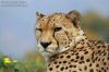 thumb_06_12936_gepard.jpg