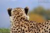 thumb_06_12933_gepard.jpg