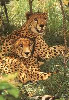 gepard.jpg
