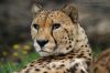 thumb_06_12907_gepard.jpg