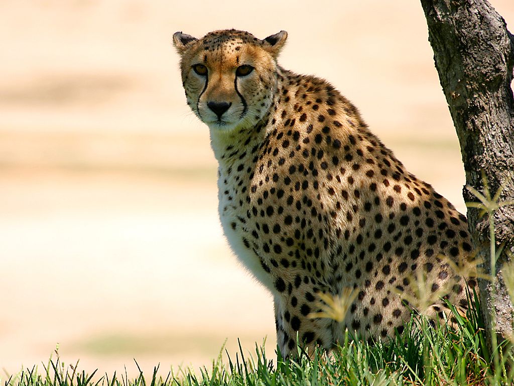 595_gepard212.jpg