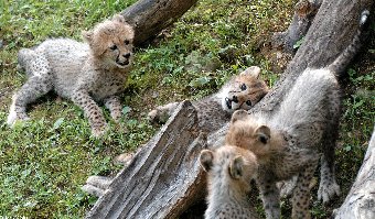 649_gepard-mladata.jpg