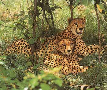 gepard-gross.jpg