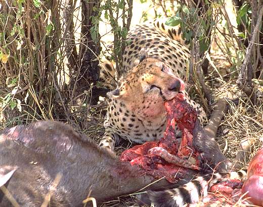 gepard4.jpg