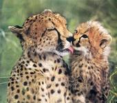 gepard_03.jpg