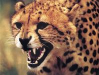 gepard_04.jpg