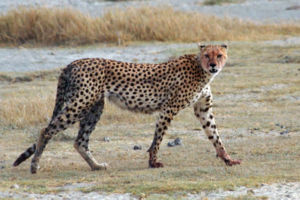 300px-Acinonyx_jubatus_walking_edit.jpg