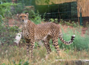 180px-Gepard_soemmeringii.jpg