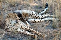200px-A_little_cheetah_lieying_on_his_mom-JD.jpg