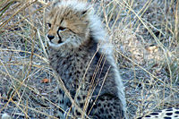 200px-A_nice_little_cheetah.jpg