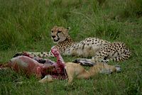 200px-Cheetah_with_impala_kill.jpg
