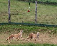 200px-Herberstein_Gepard_017.jpg