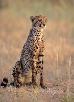 39_cheetah-03.jpg