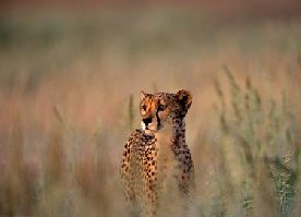 40_cheetah1.jpg