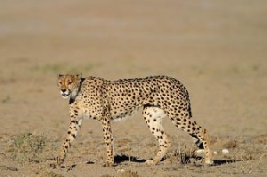 41_cheetah.jpg