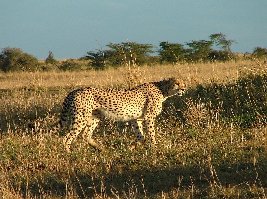 623_gepard-masai-mara.jpg