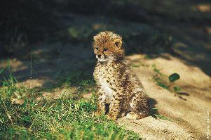 627_cheetah-cub.jpg