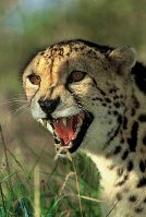 628_cheetah-01.jpg