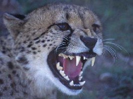 635_gepard-zuby-acinonyxjubatus005.jpg