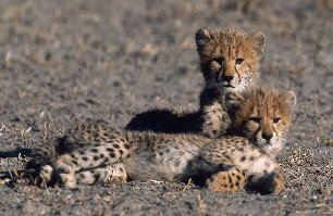 650_gepard-mladata-1.jpg