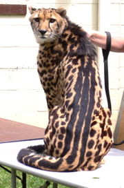 180px-King_cheetah.jpg