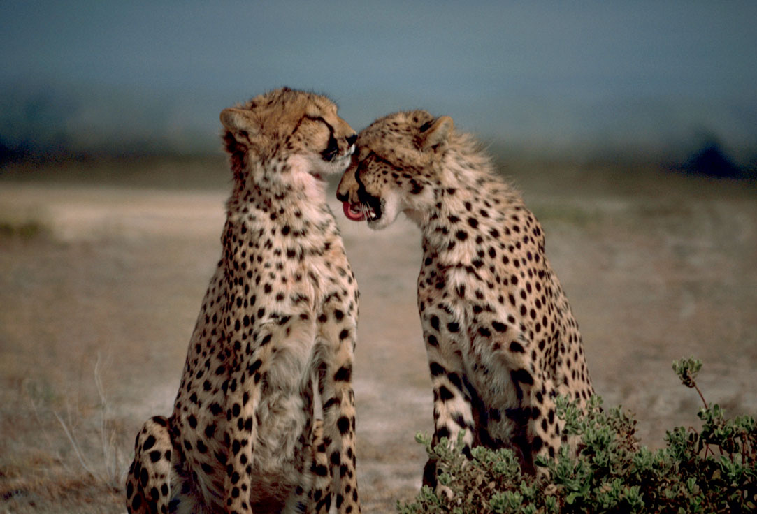 Two_cheetahs_together.jpg