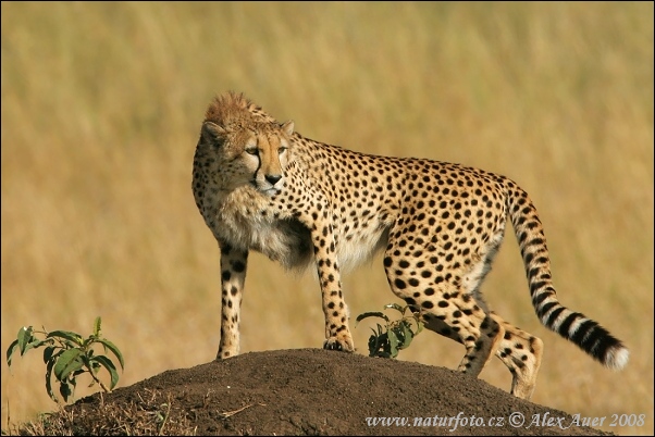 gepard-stihly-africky-IMG_0981mw.jpg