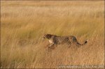 nahled-gepard-stihly-africky-IMG_7890amw.jpg