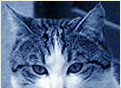 kocky-online-cz_05.jpg