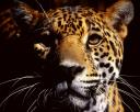 leopard04_thumbnail.jpg