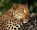 leopard05_thumbnail.jpg