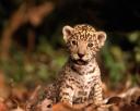 leopard06_thumbnail.jpg