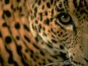 leopard08_thumbnail.jpg