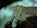 leopard09_thumbnail.jpg