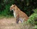 leopard01_thumbnail.jpg